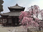 20080405_0179.JPG