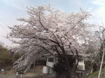 20080405_0196.JPG