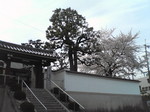 20080405_0201.JPG